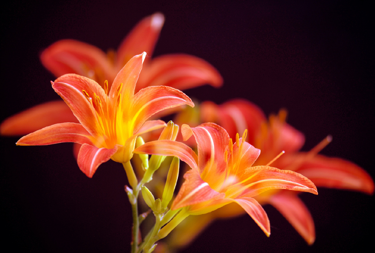 萱草花二同一花束分别用二三五四次曝光拍摄