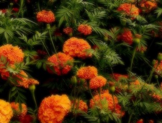 雾里看花.jpg