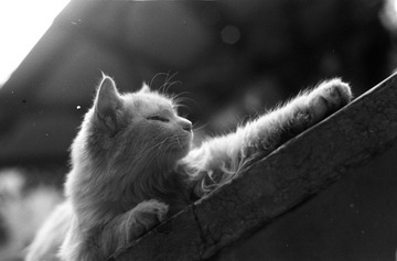 猫.jpg
