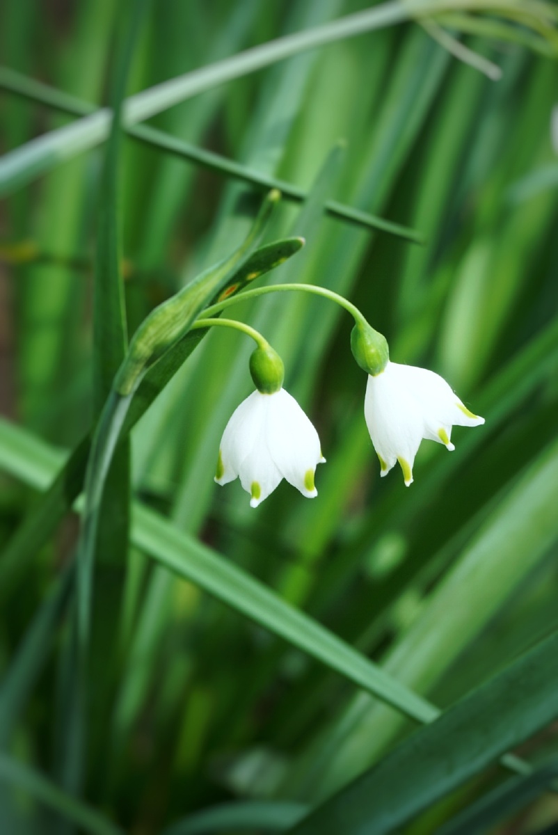 夏雪片莲见一次心动一次