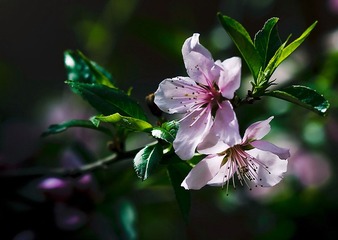 桃花