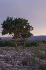 DSC08670_1