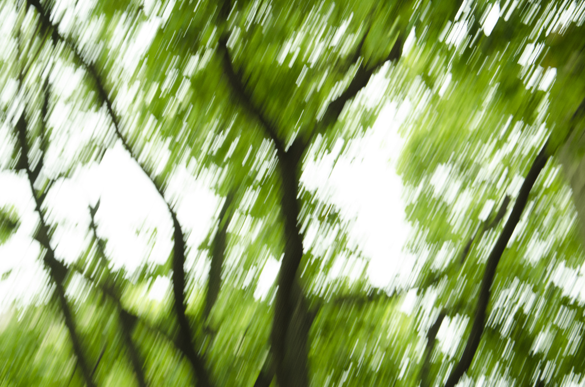 "他抬起了头,松开双手,蓬勃的绿色飞快的擦过他的眼睛,风带走了燥热的