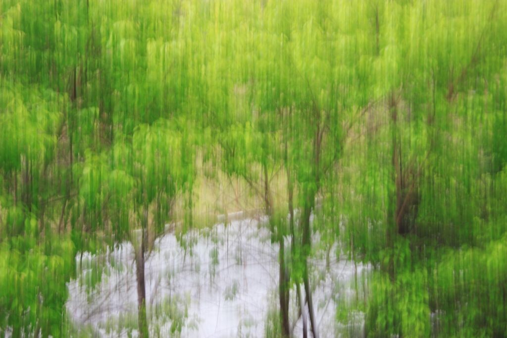 绿色植物倾盆如雨，吉林大学南校的五月是森林的五月，虽然这两天一直下冰雹来着...