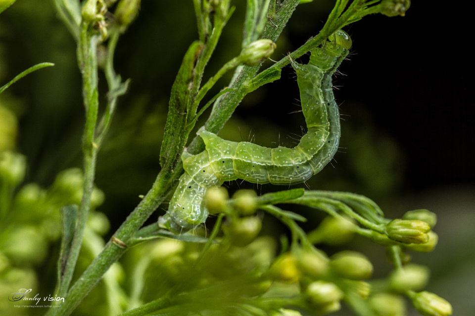 菜虫. - stanley - 图虫