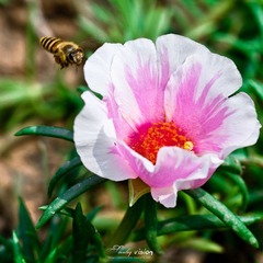 IMG_5584.jpg