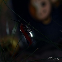 IMG_5627.jpg