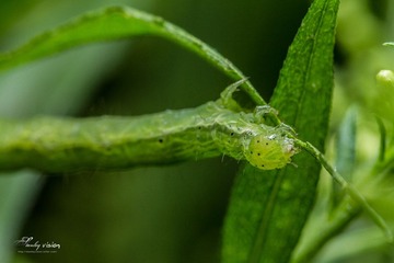 IMG_2444.jpg