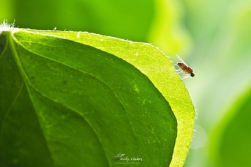 IMG_0005.jpg