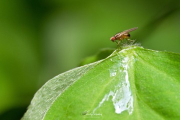 IMG_0009.jpg