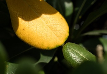 1129