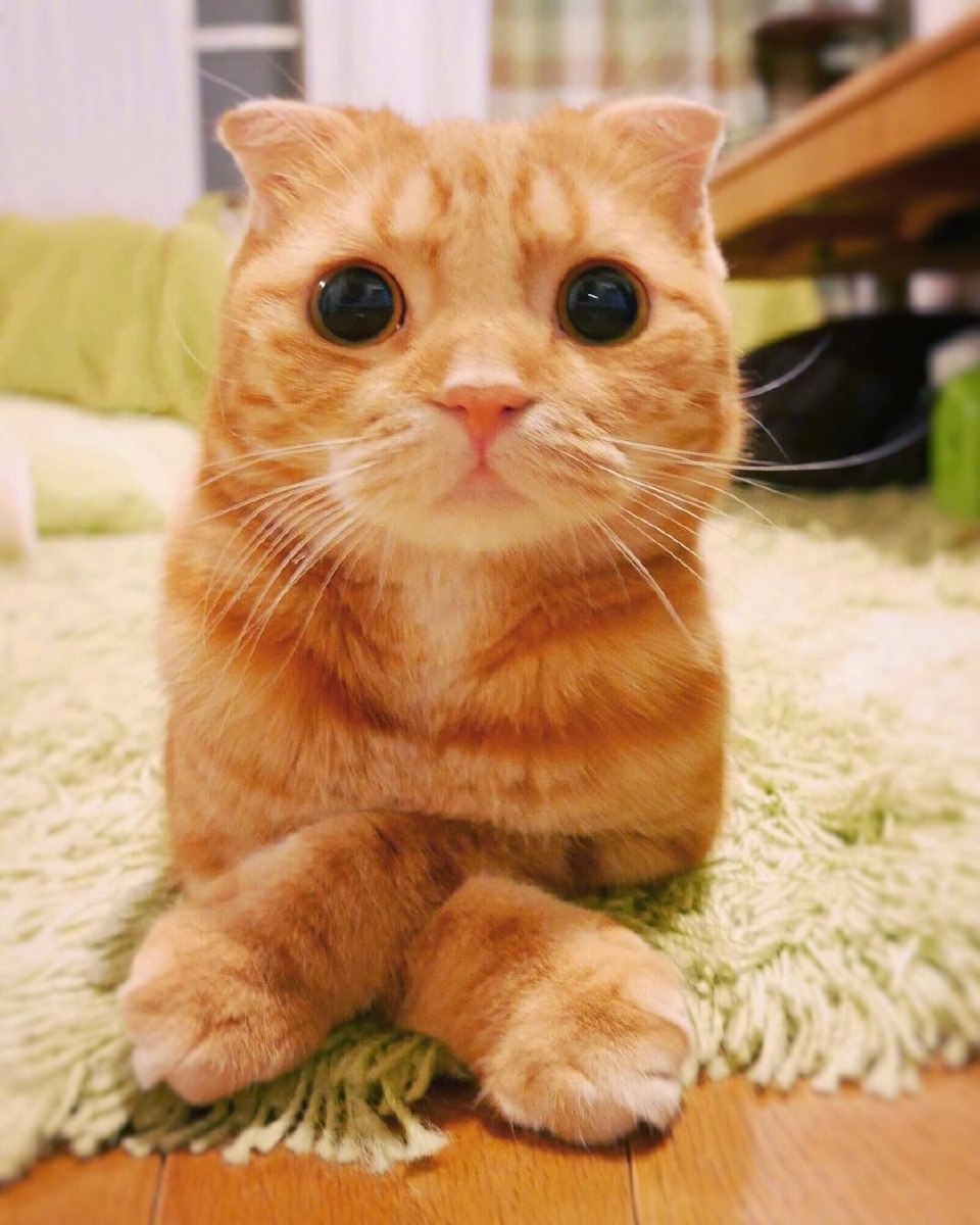 ? ins:自带无辜脸的小橘喵? - swan--黑天鹅 - 图虫