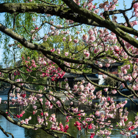 大别山老周标为春天的图博 - 大别山老周 - 图虫摄影网