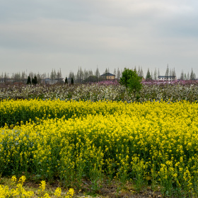 大别山老周标为春天的图博 - 大别山老周 - 图虫摄影网
