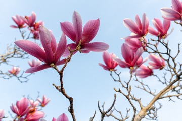 望春玉兰
