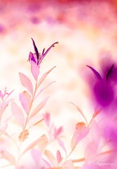 IMGP2288-2
