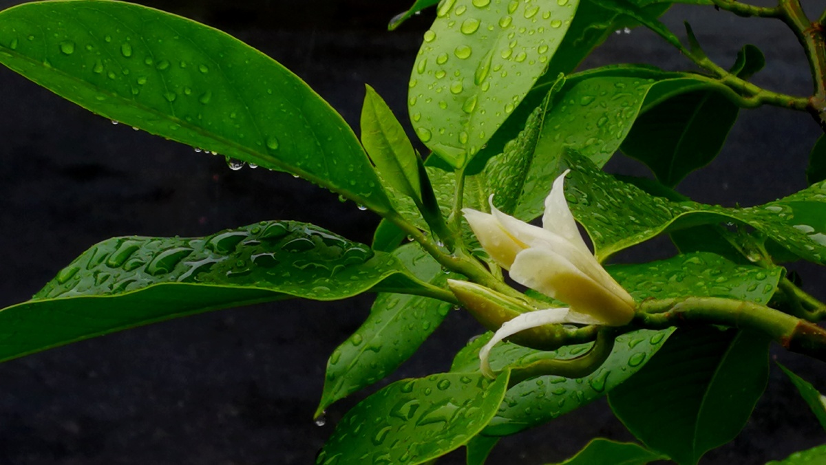 雨中白兰花,幽幽湿湿的香,滋润心灵.