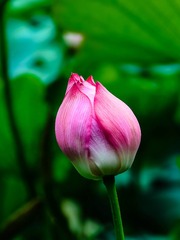 DSC_4067-1