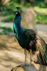 DSC_5806-1