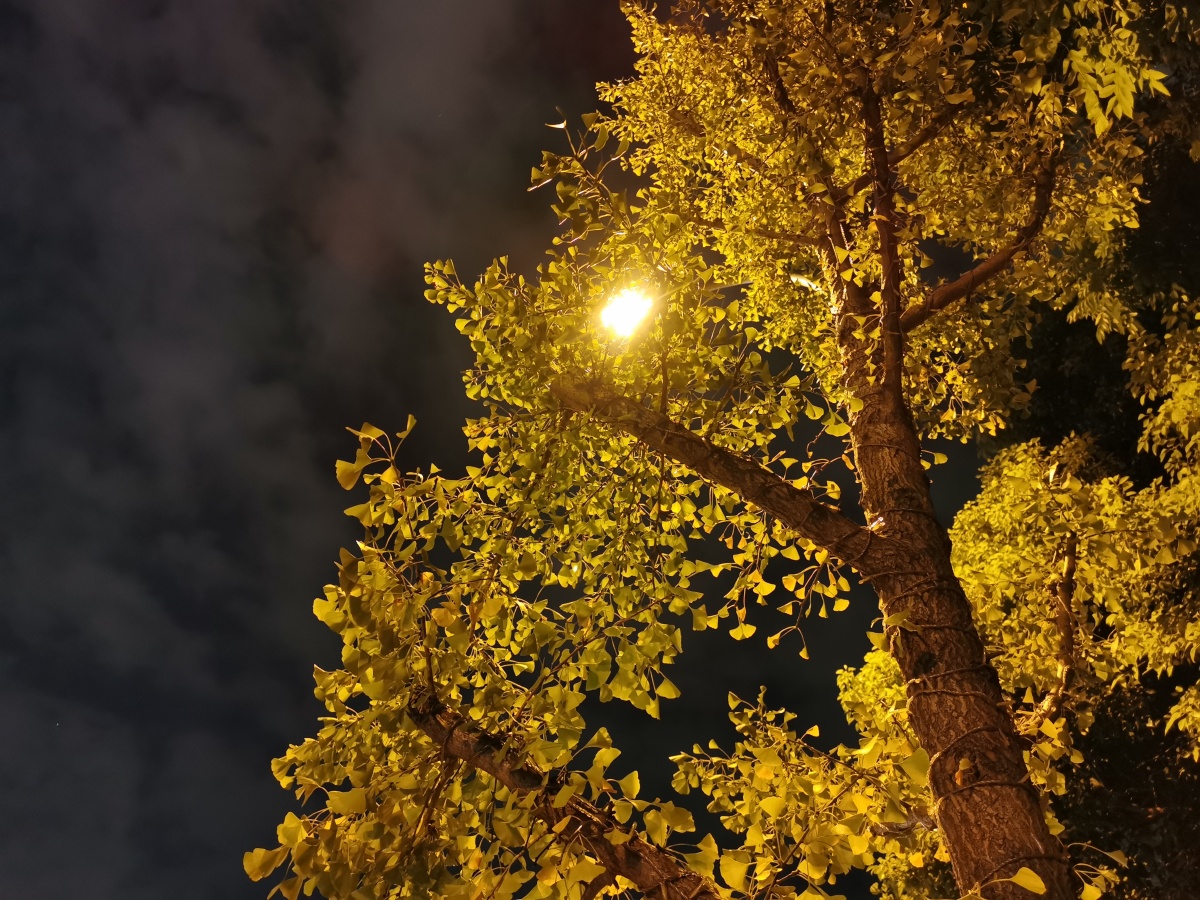 原摄:夜景下的枫树