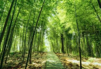 竹林