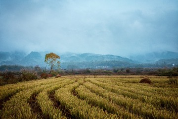 原野