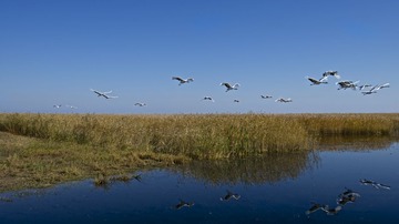 _SJ14193