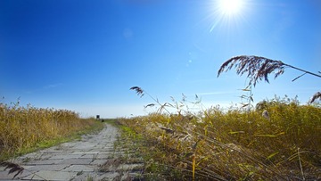 _SJ14317