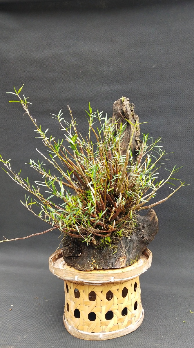 姬竹石斛兰 - 农斛石斛兰 - 图虫