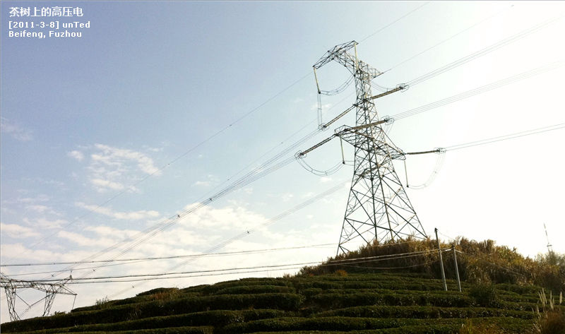 茶树上的高压电201138