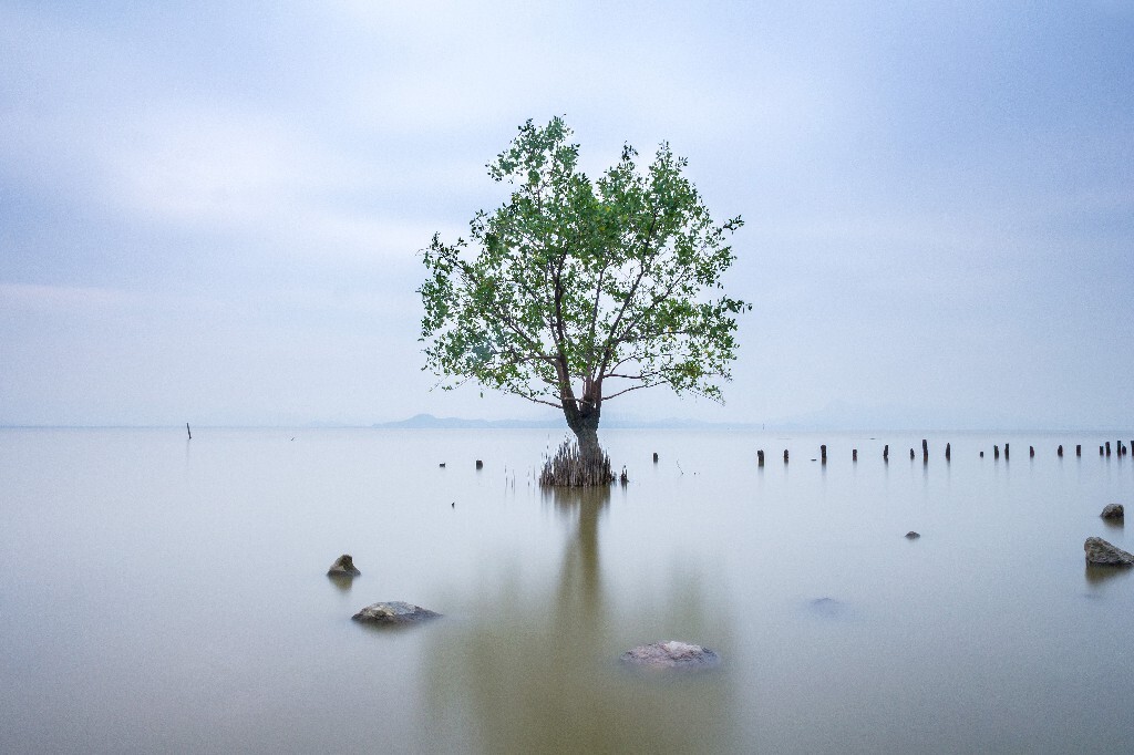 深圳湾的红树林，一棵孤独的树