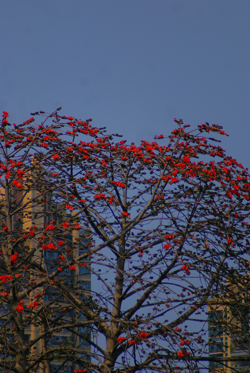 木棉花(kapok)是南方的特产,是广州市,高雄市以及攀枝花市的市花.