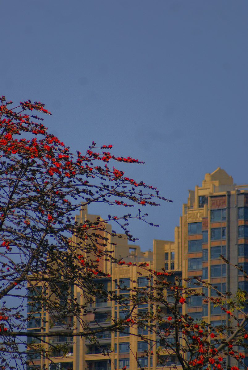 木棉花(kapok)是南方的特产,是广州市,高雄市以及攀枝花市的市花.