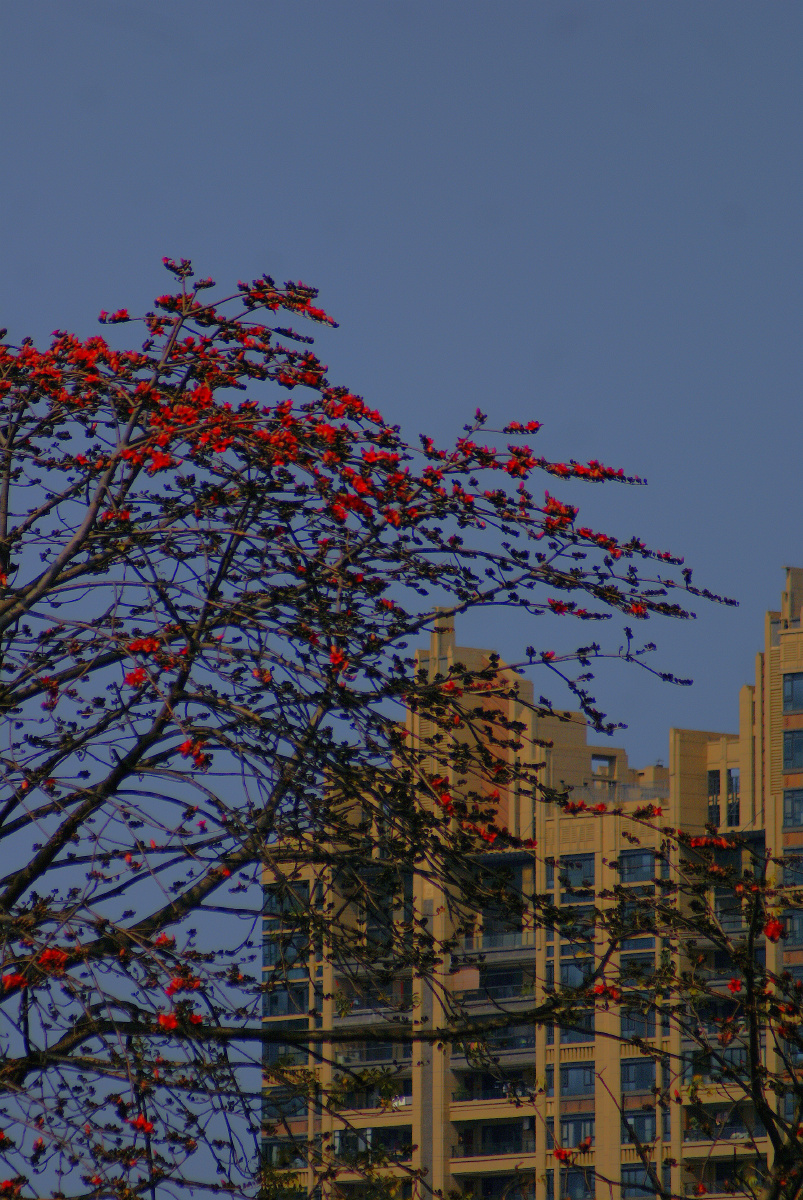 木棉花(kapok)是南方的特产,是广州市,高雄市以及攀枝花市的市花.