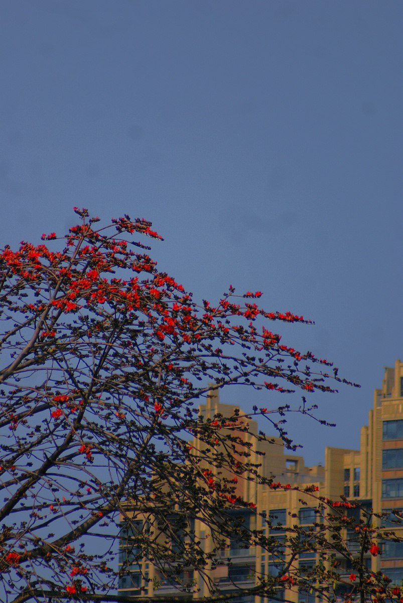 木棉花(kapok)是南方的特产,是广州市,高雄市以及攀枝花市的市花.