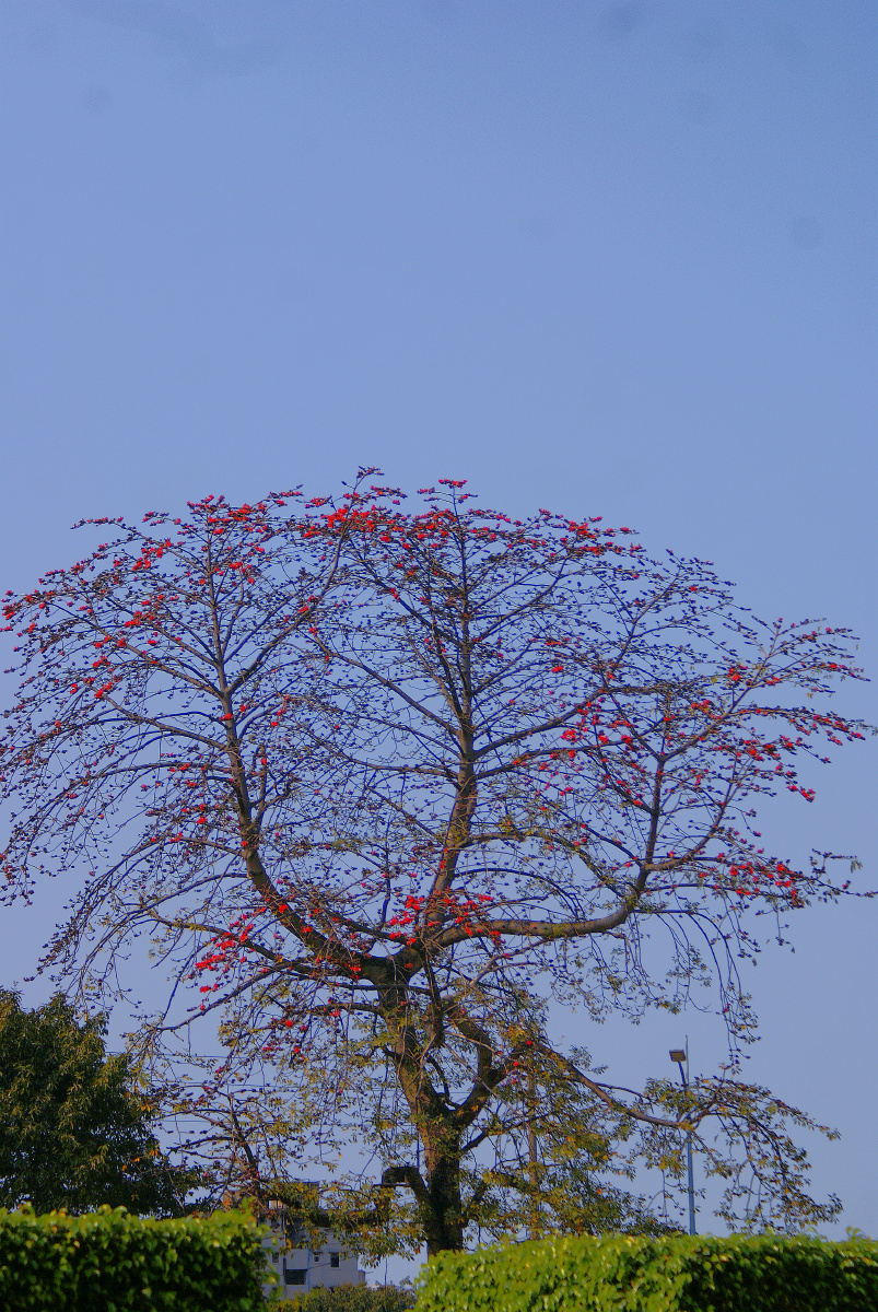 木棉花(kapok)是南方的特产,是广州市,高雄市以及攀枝花市的市花.