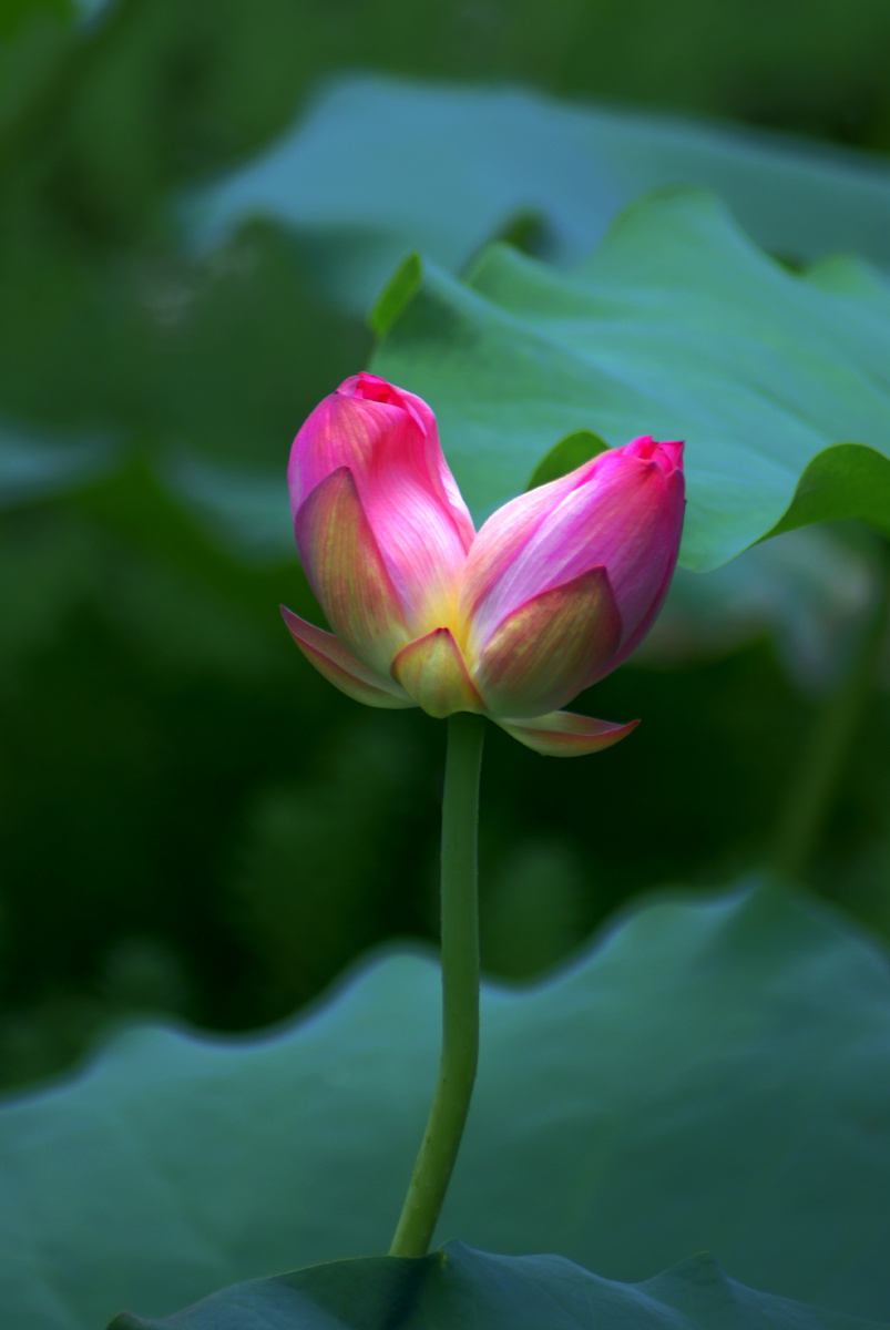 并蒂莲茎杆一枝花开两朵可谓同心同根同福同生的象征
