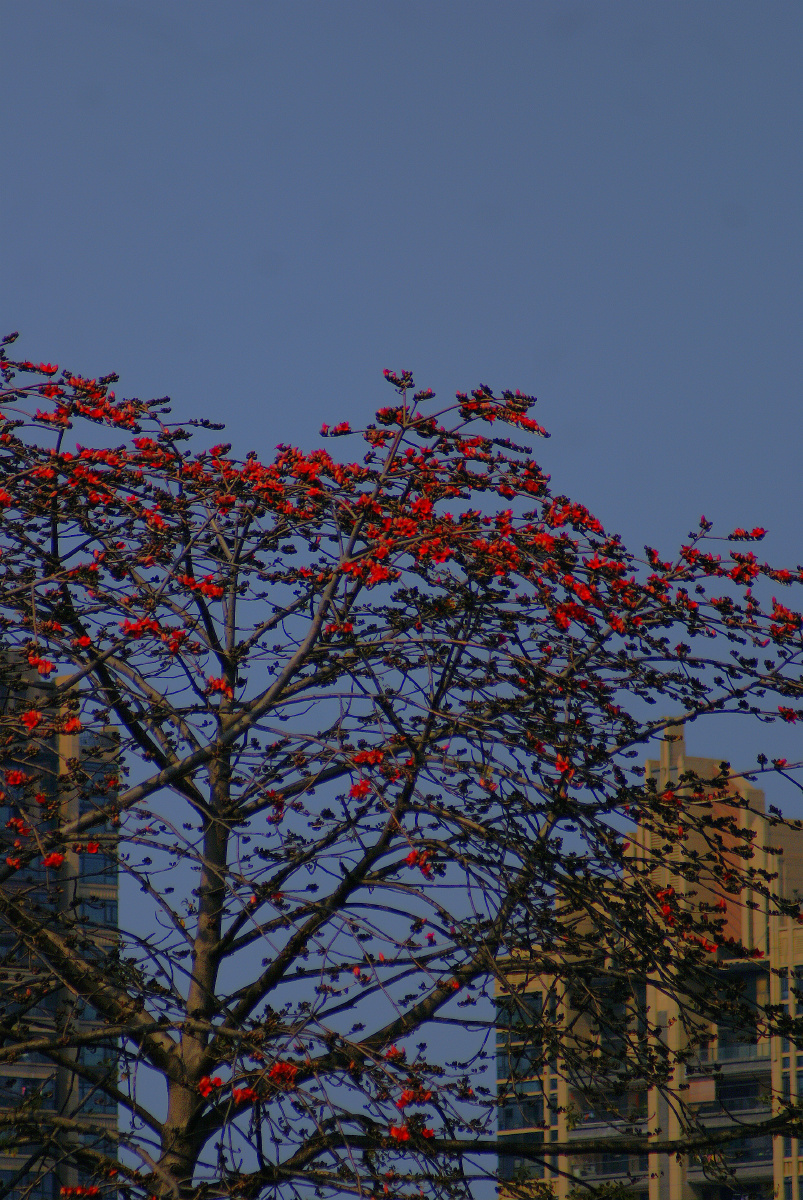 木棉花(kapok)是南方的特产,是广州市,高雄市以及攀枝花市的市花.