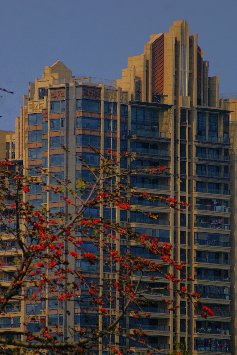 木棉花(kapok)是南方的特产,是广州市,高雄市以及攀枝花市的市花.