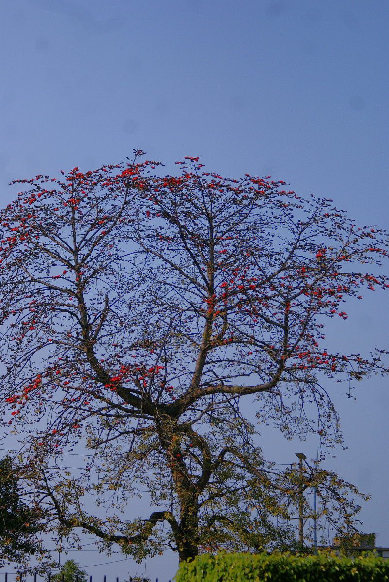 木棉花(kapok)是南方的特产,是广州市,高雄市以及攀枝花市的市花.