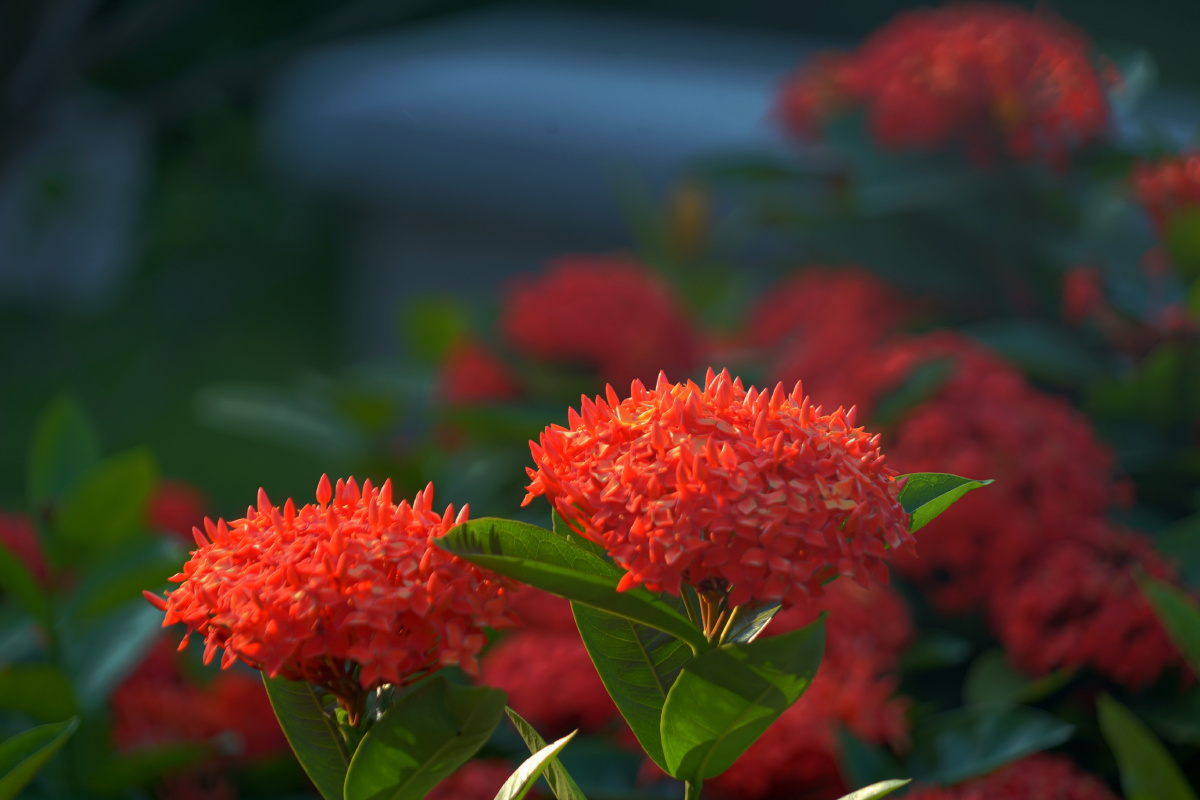 郎德木美丽的庭园观赏植物