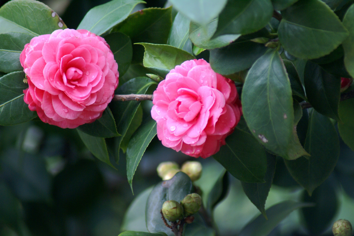 山茶花谢谢欣赏