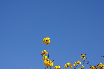 6723115