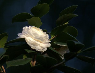 5065450