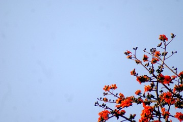 5253017