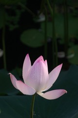 1000052663