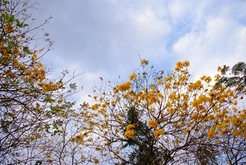 5190367