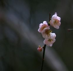 4929627