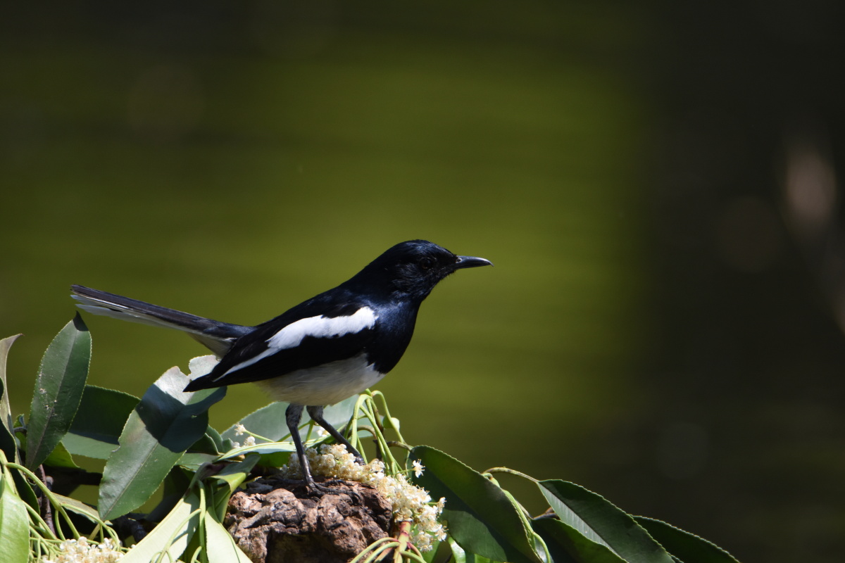 南京钟山风景区的部分鸟儿