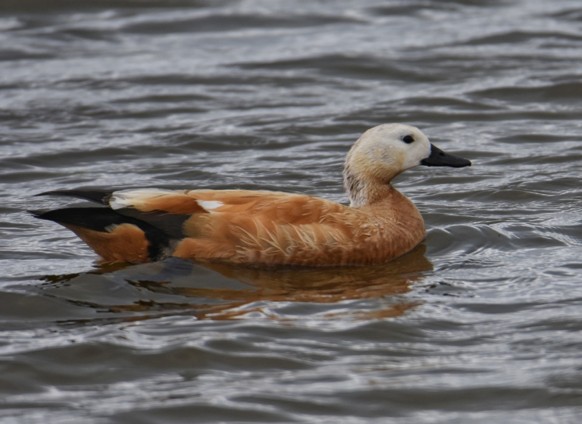 赤麻鸭摄于青海湖